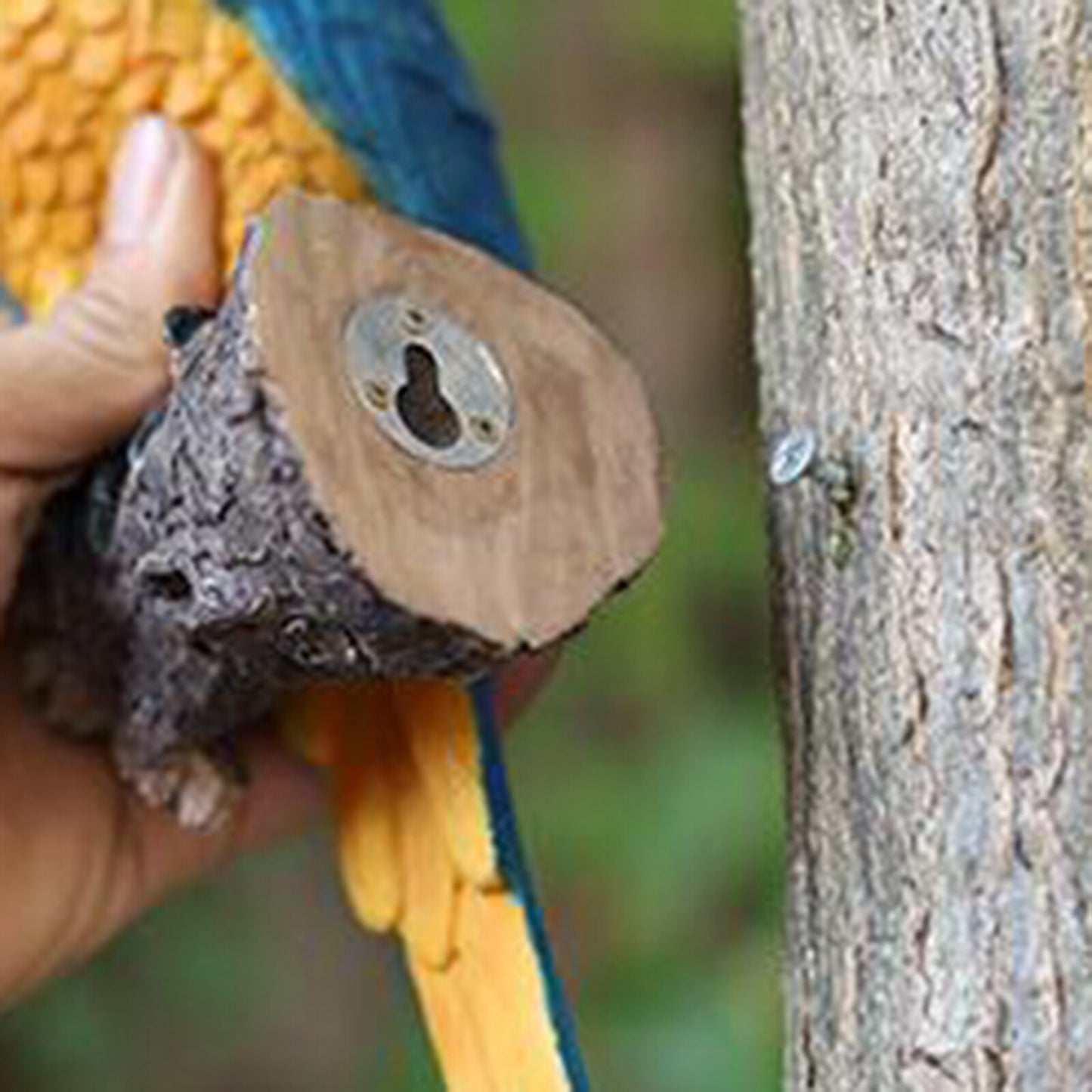 Toucan In Nature Garden Decor