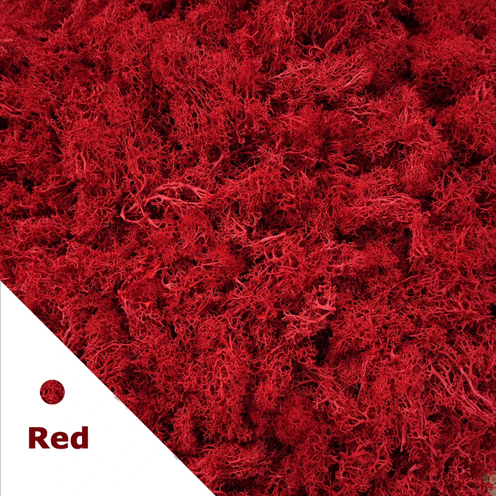Preserved Reindeer Moss for DIY & Decor