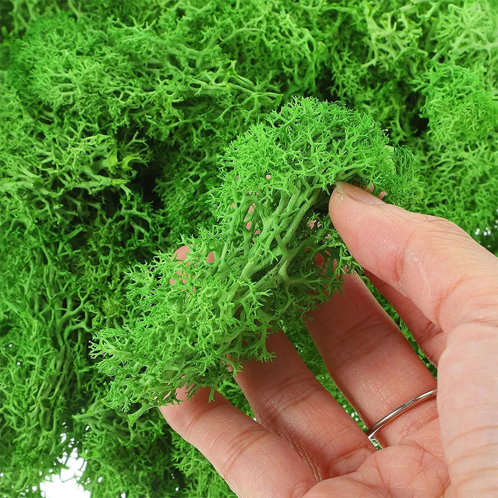 Preserved Reindeer Moss for DIY & Decor