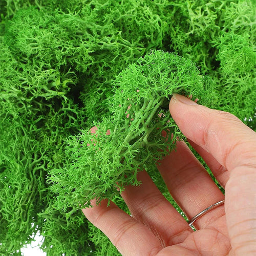 Preserved Reindeer Moss for DIY & Decor