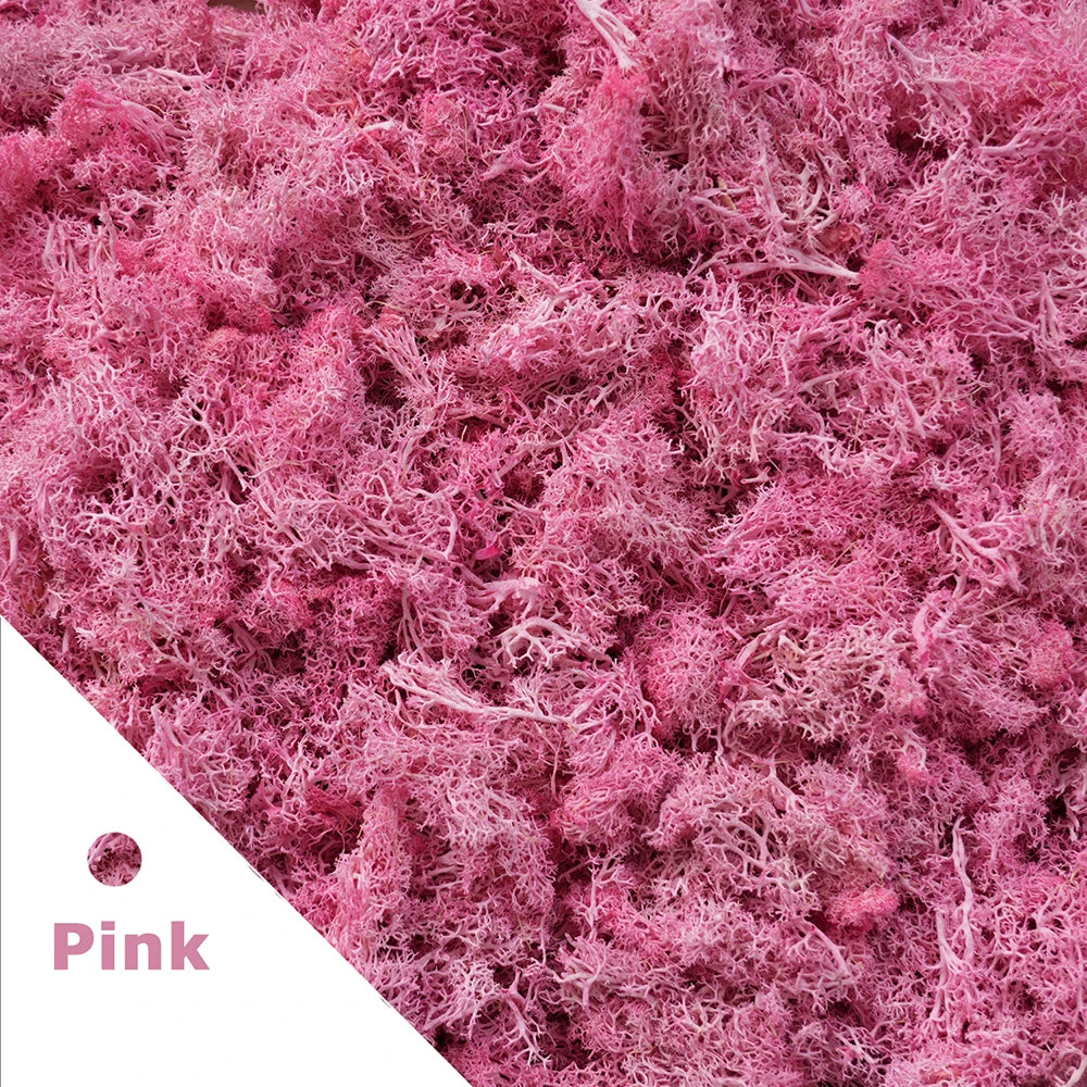 Preserved Reindeer Moss for DIY & Decor