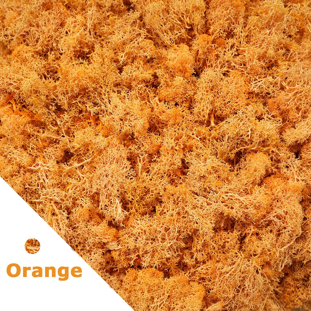 Preserved Reindeer Moss for DIY & Decor