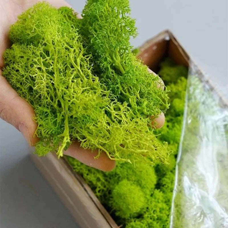 Preserved Reindeer Moss for DIY & Decor