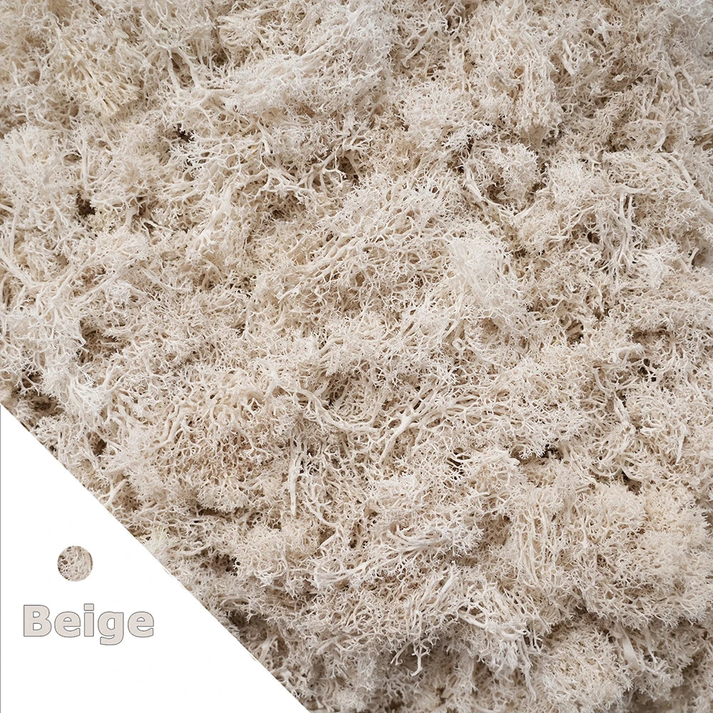 Preserved Reindeer Moss for DIY & Decor