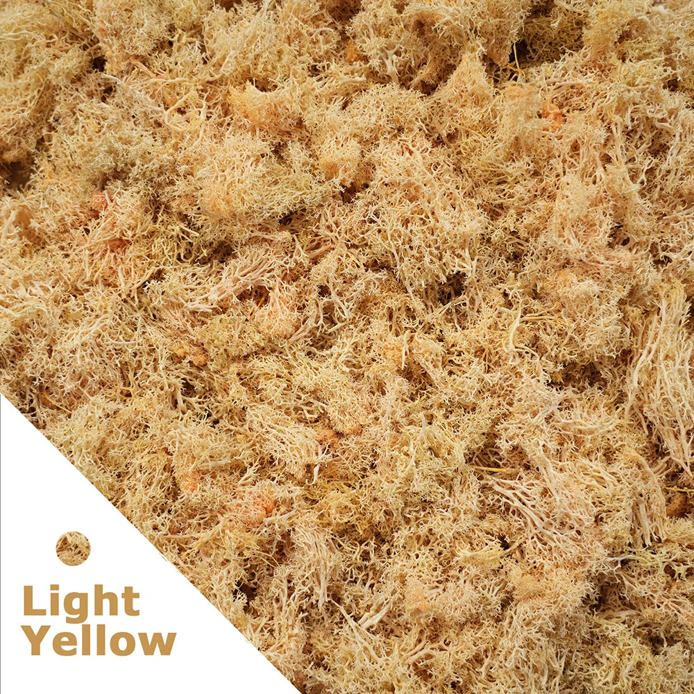 Preserved Reindeer Moss for DIY & Decor