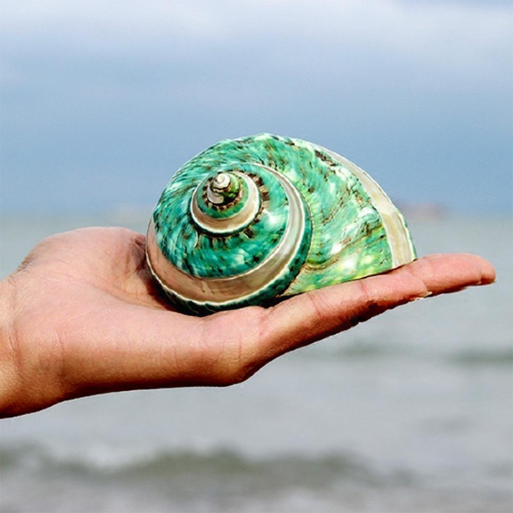 Seashell Yard Ornaments