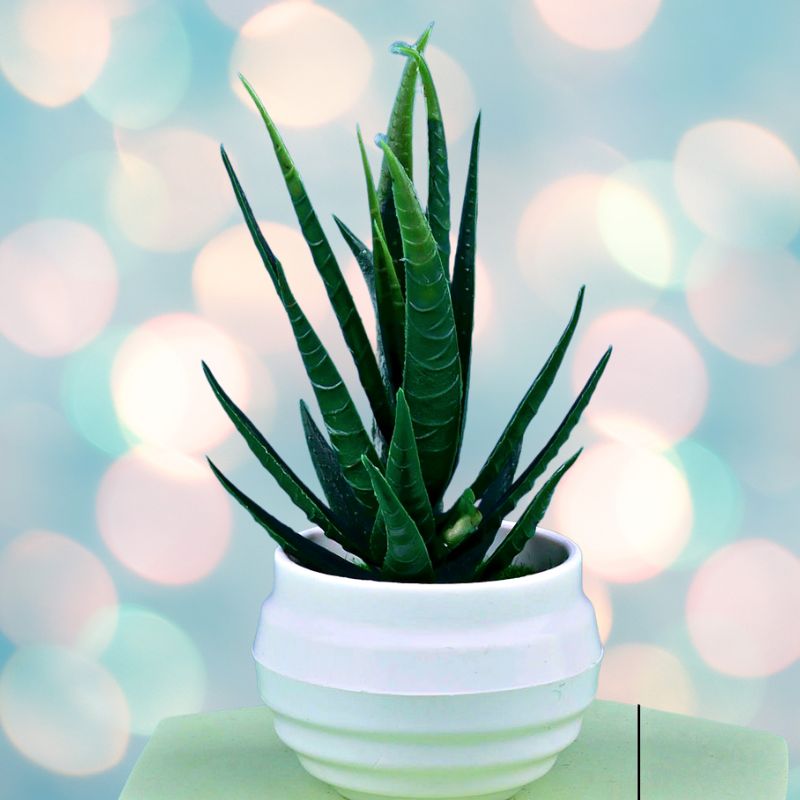 artificial-mini-dracaena-plant