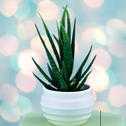 artificial-mini-dracaena-plant