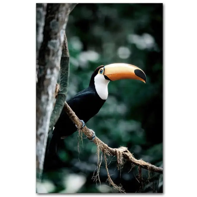 toucan-wall-art